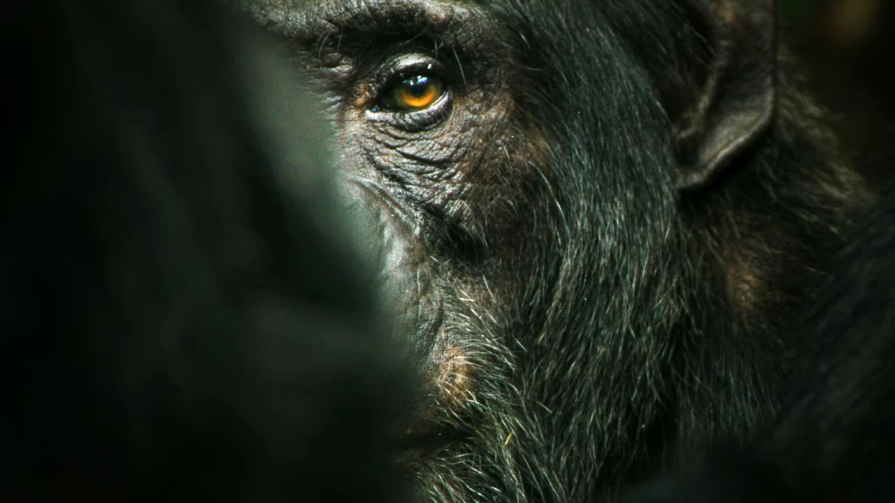Şempanze İmparatorluğu